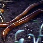 Annelida